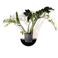 Elegant wall-mounted planter with a semi-circular, matte black metal base, perfect for adding greenery to modern spaces.
